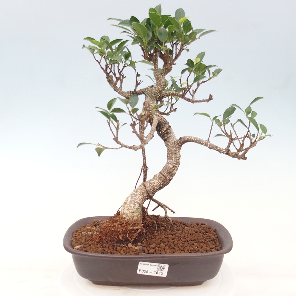 Szobai bonsai - Ficus kimmen - kislevelű fikusz