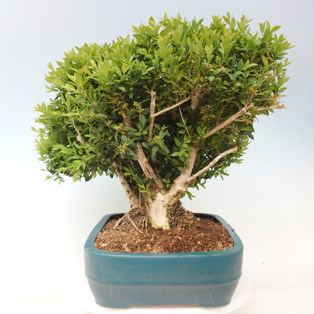 Kültéri bonsai - Buxus sempervirens - puszpáng - boxwood