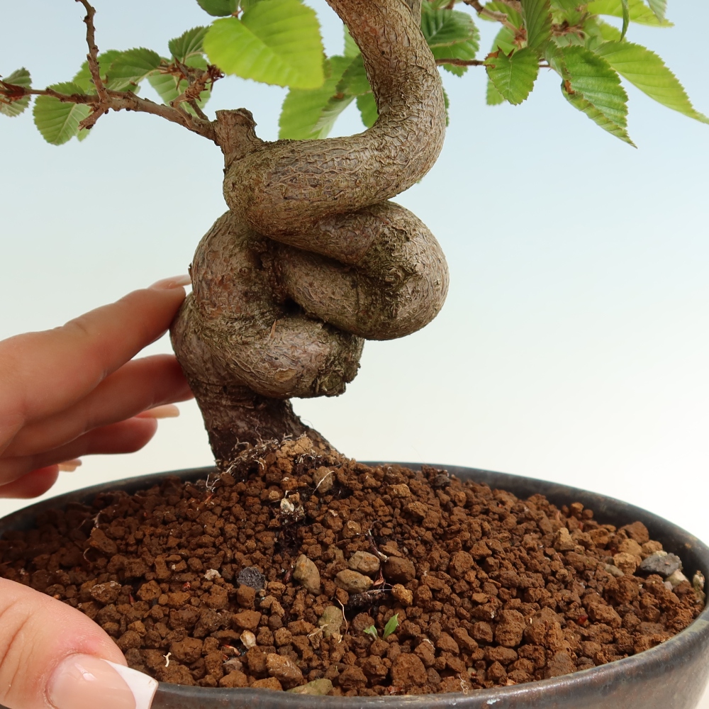 Kültéri bonsai -Carpinus Coreana - Koreai gyertyánfa