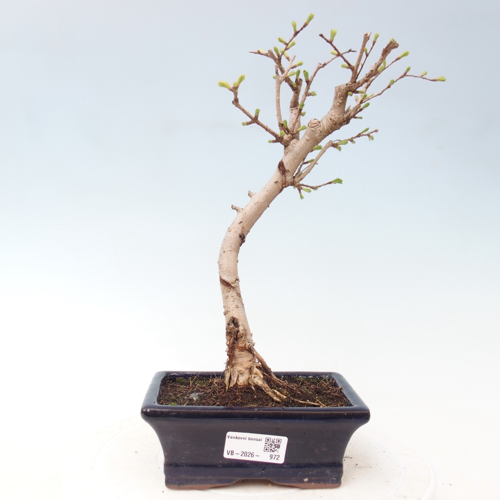 Kültéri bonsai -Pseudolarix amabis-Pseudolarix amabis-Pseudolarix amabis