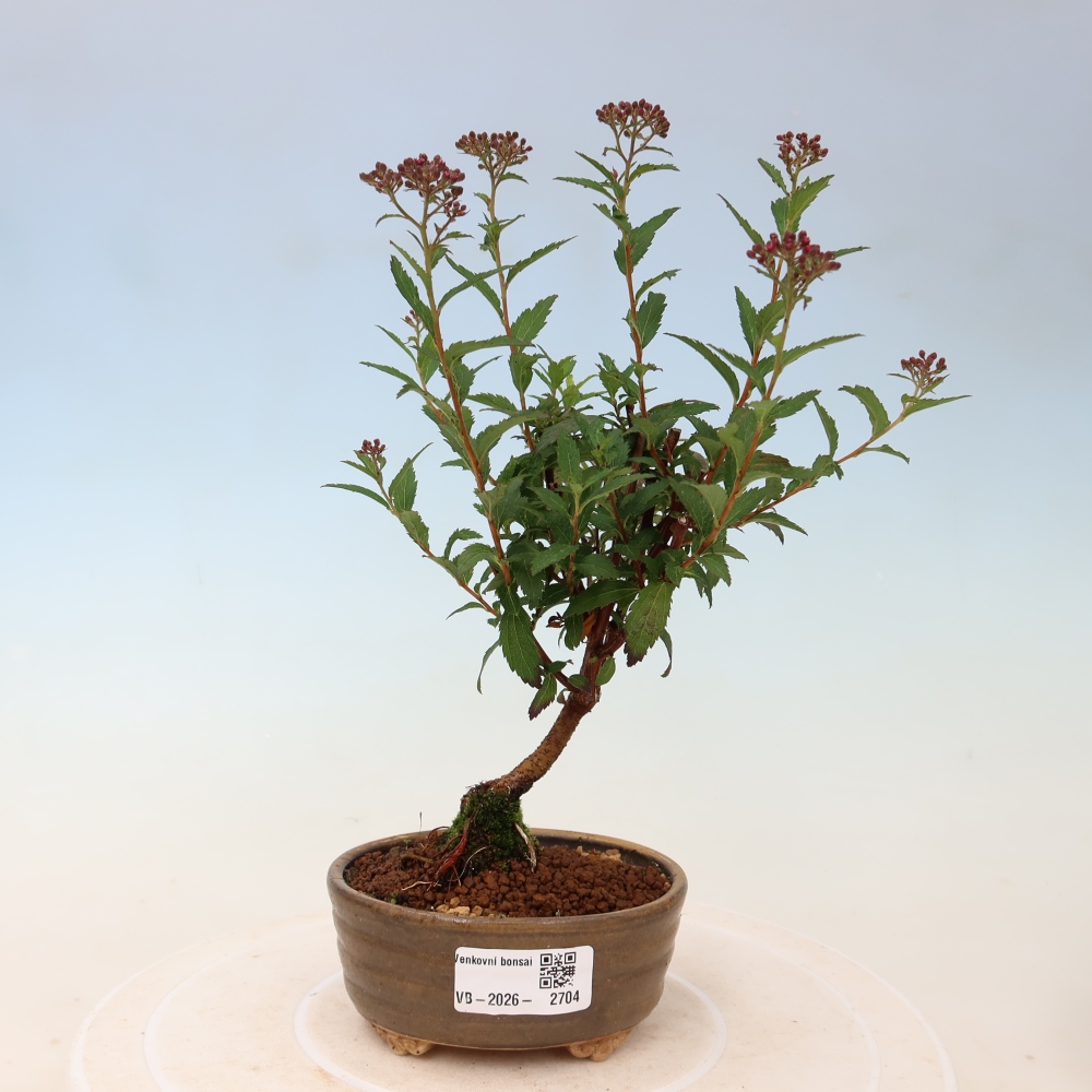 Kültéri bonsai – japán spirea – Spirea japonica Anthony Waterer