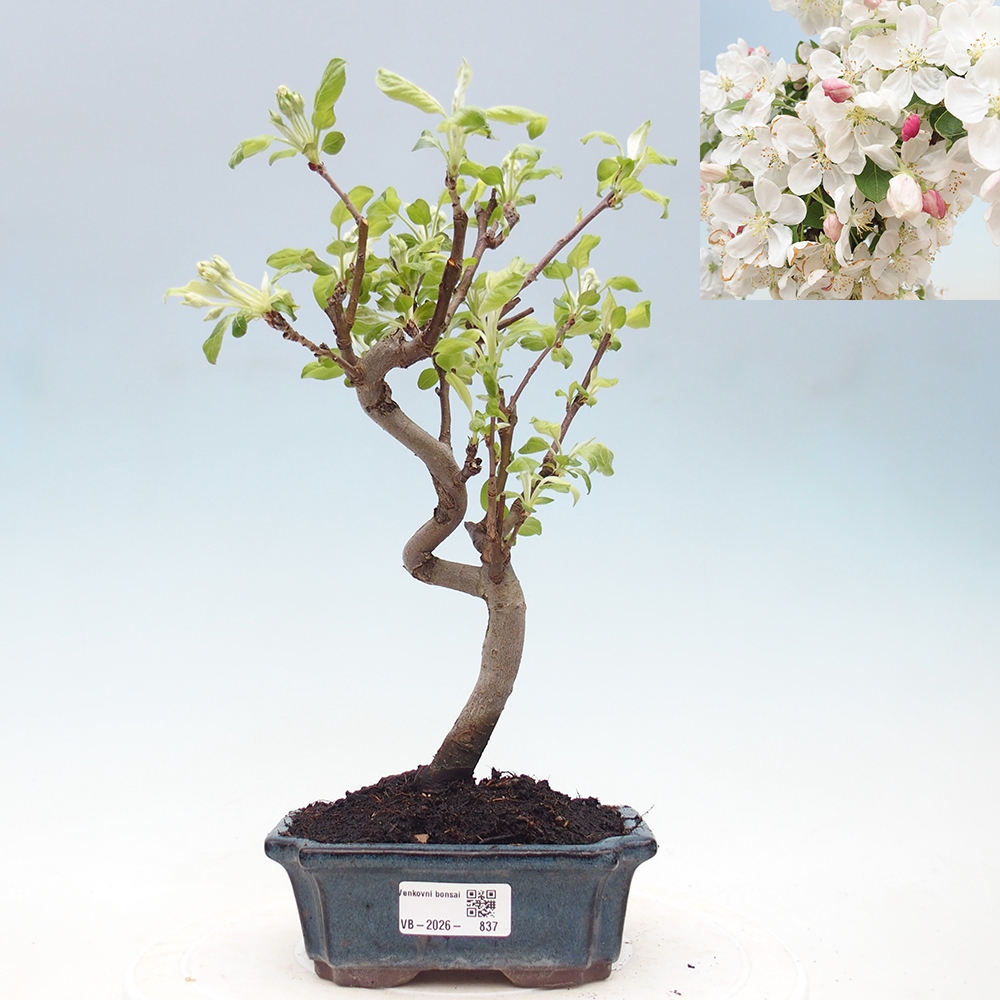 Kültéri bonsai -Malus halliana - Kis gyümölcsű almafa