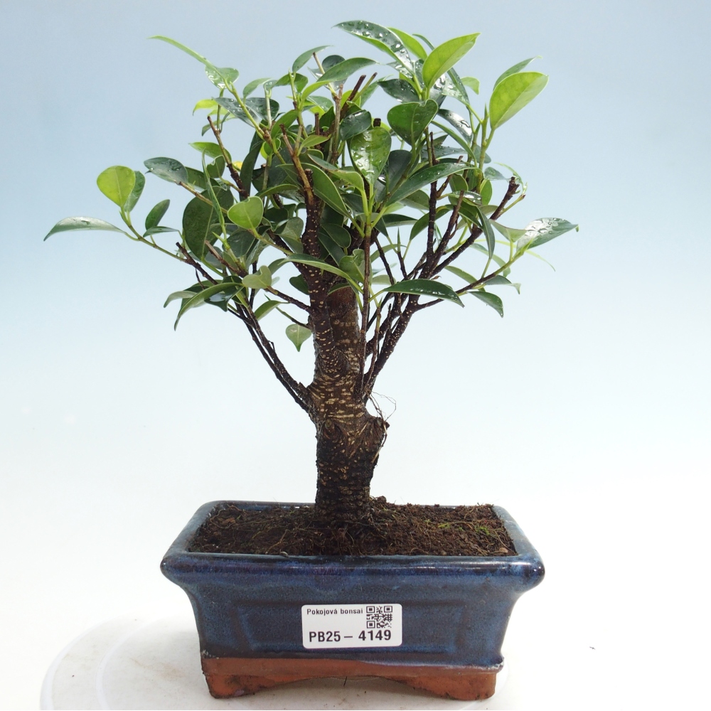 Szobai bonsai - Ficus retusa - kislevelű fikusz