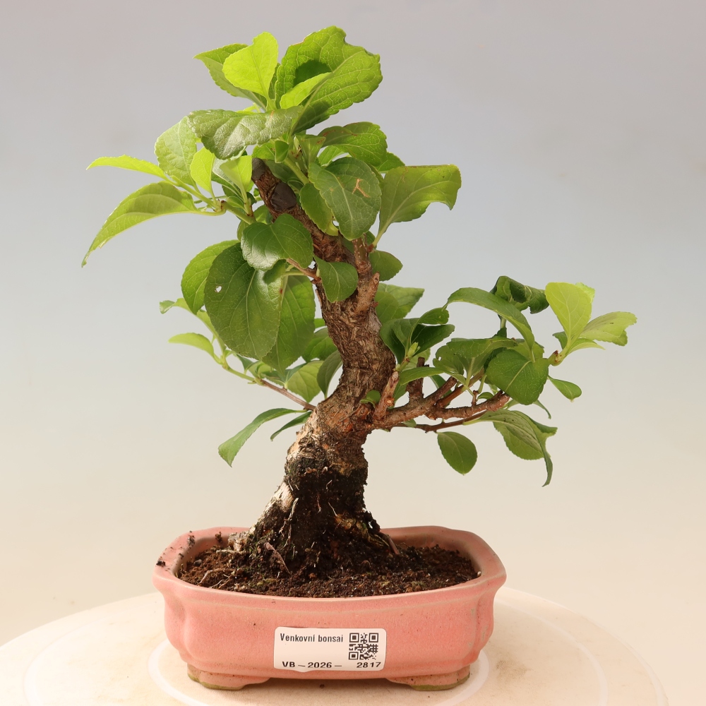 Kültéri bonsai - Celastrus orbiculatus