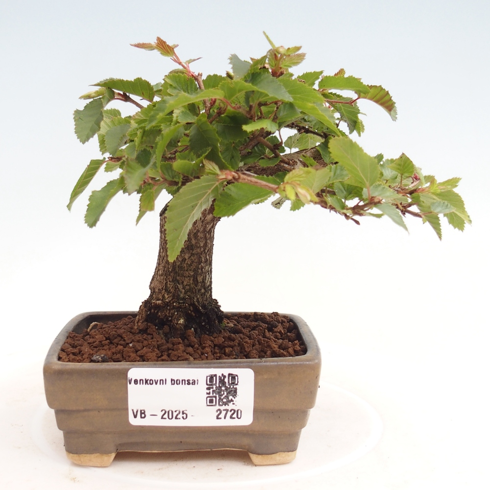 Kültéri bonsai -Carpinus CARPINOIDES - Koreai gyertyánfa