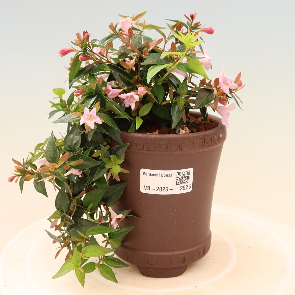 Kültéri bonsai – Abelia Edward Goucher – Nagyvirágú abélia