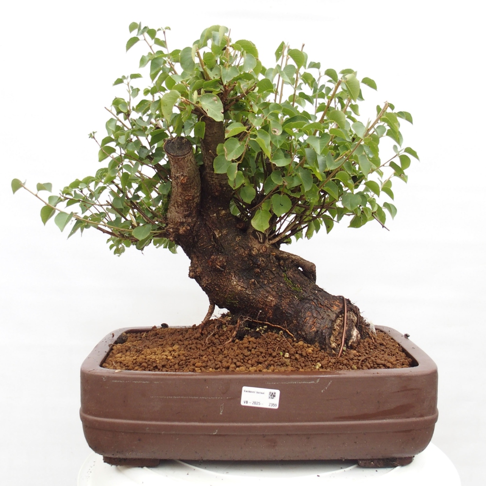 Kültéri bonsai - Mahalebka - Prunus mahaleb - Prunus mahaleb