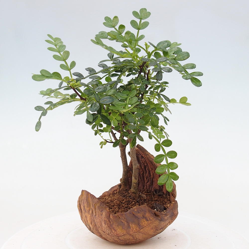 Szobai bonsai - Zantoxylum piperitum - borsfa