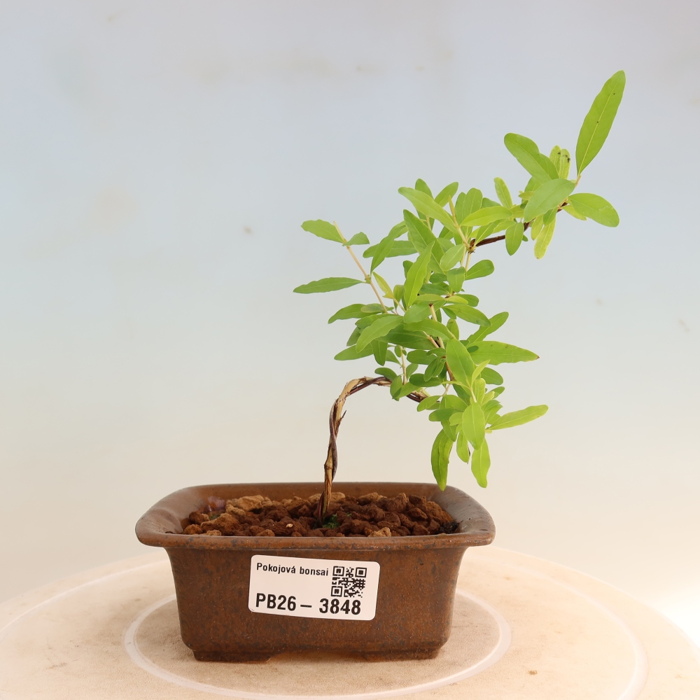 Szobai bonsai-PUNICA granatum nana-gránátalma