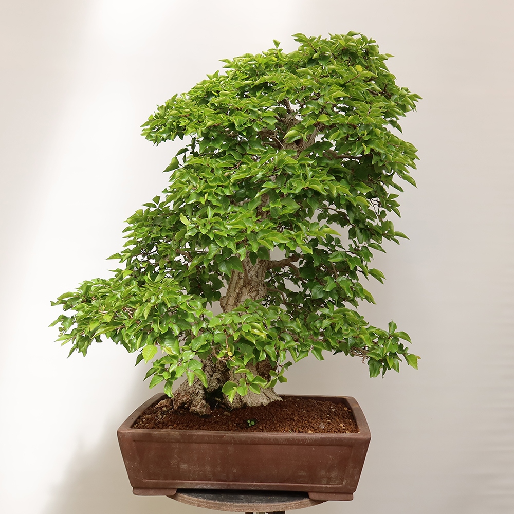 Kültéri bonsai -Carpinus Coreana - Koreai gyertyánfa