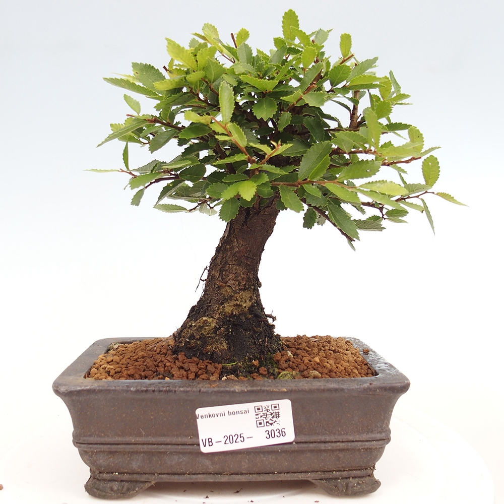 Kültéri bonsai - Zelkova - Zelkova NIRE