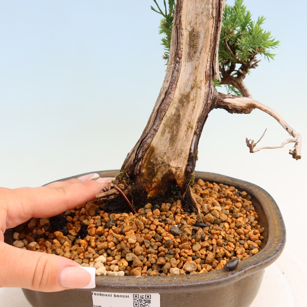 Kültéri bonsai – Juniperus squamata – Pikkelyes boróka