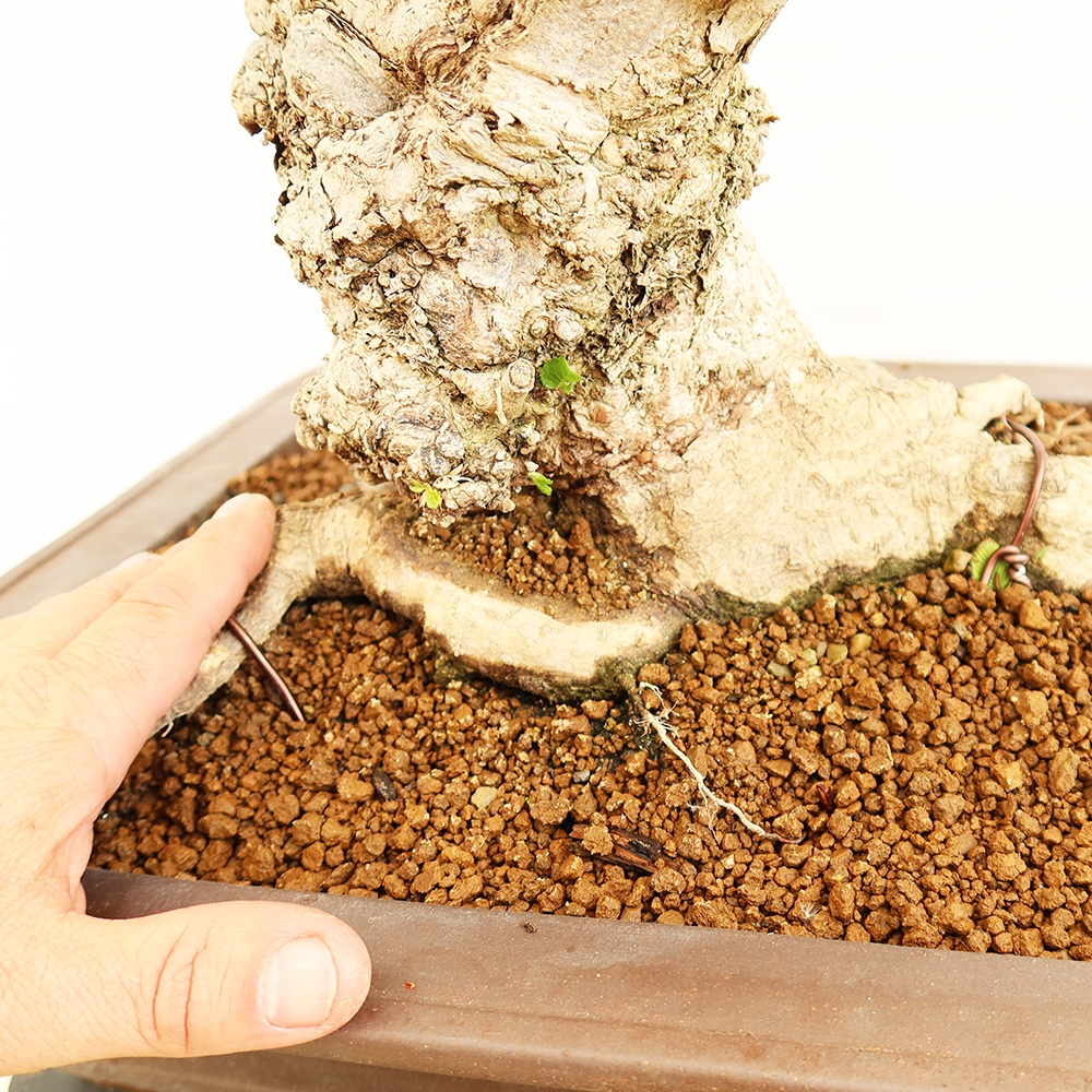 Kültéri bonsai -Carpinus Coreana - Koreai gyertyánfa