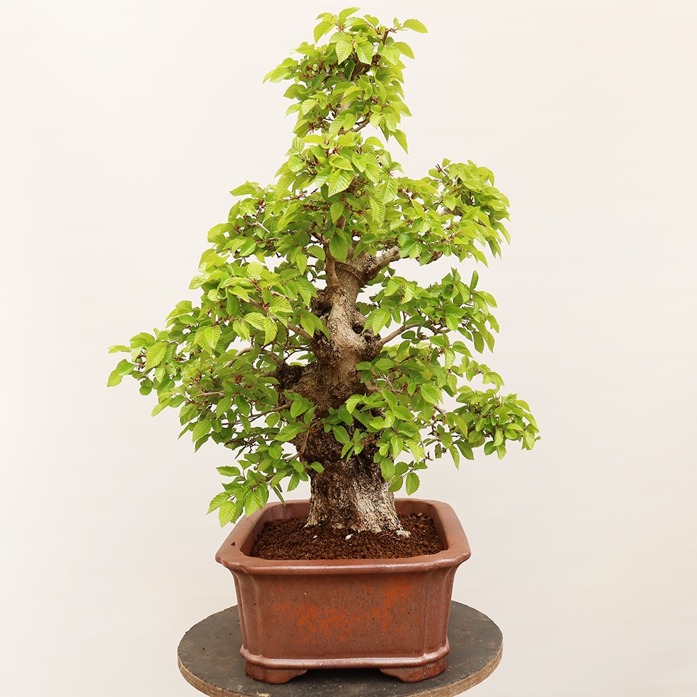 Kültéri bonsai -Carpinus Coreana - Koreai gyertyánfa