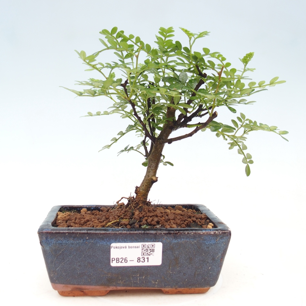 Szobai bonsai - Zantoxylum piperitum - borsfa