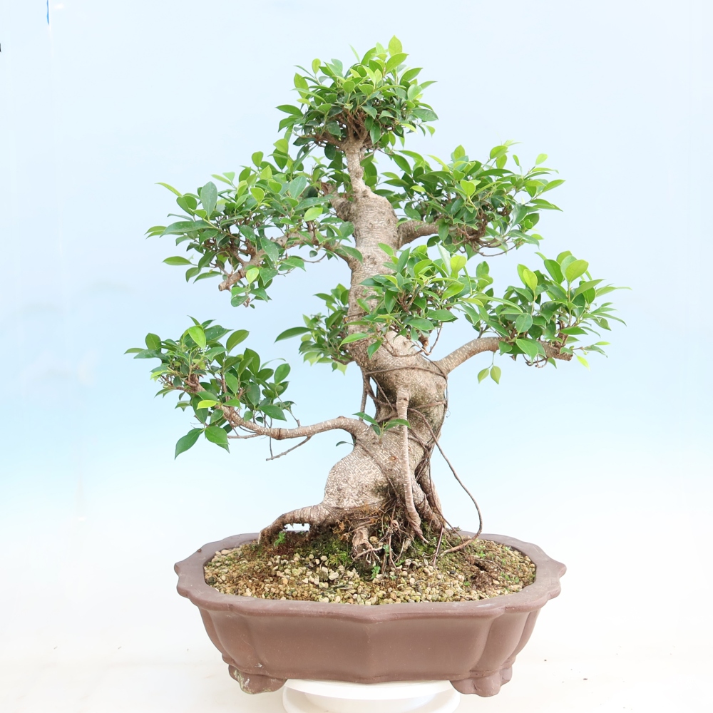 Szobai bonsai - Ficus kimmen - kislevelű fikusz