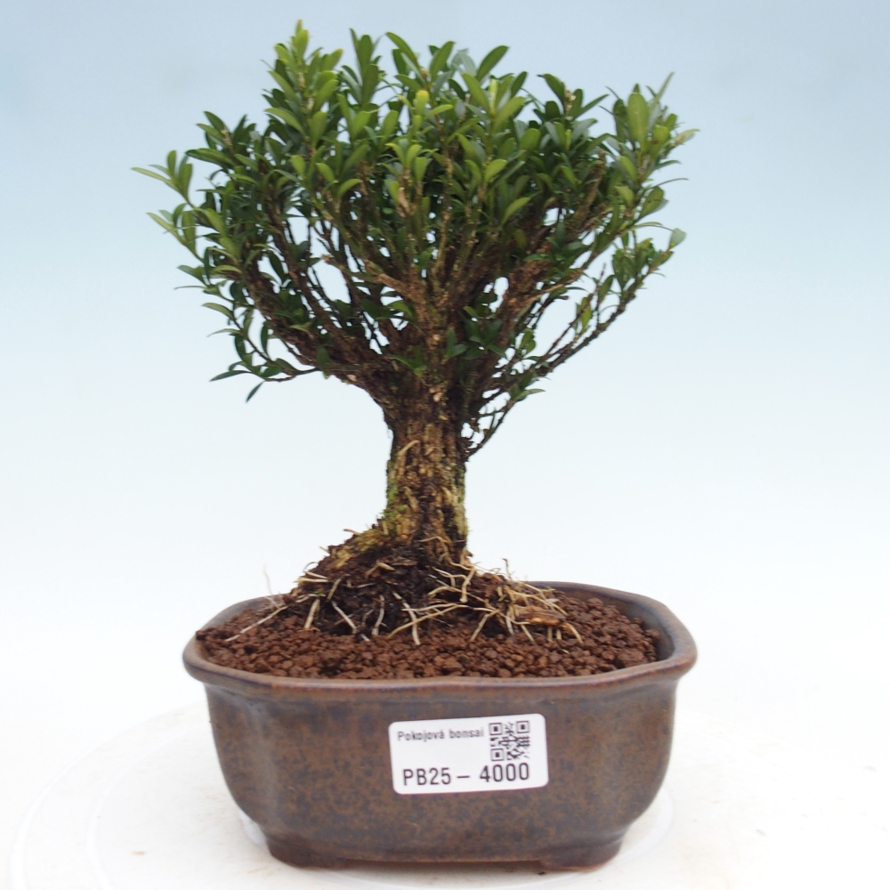 Szobai bonsai - Buxus harlandii - parafa buxus