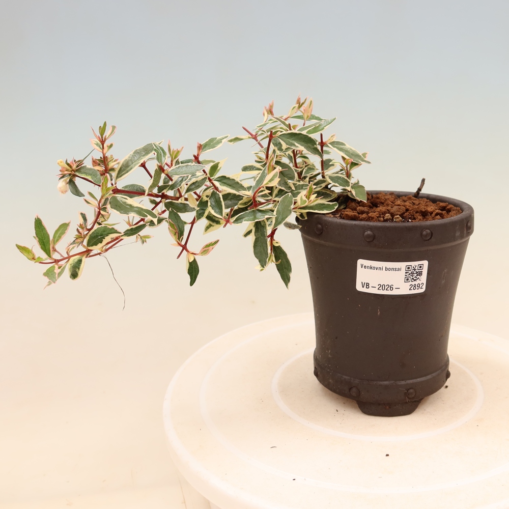 Kültéri bonsai – Abelia gr. Confetti – Nagyvirágú abélia