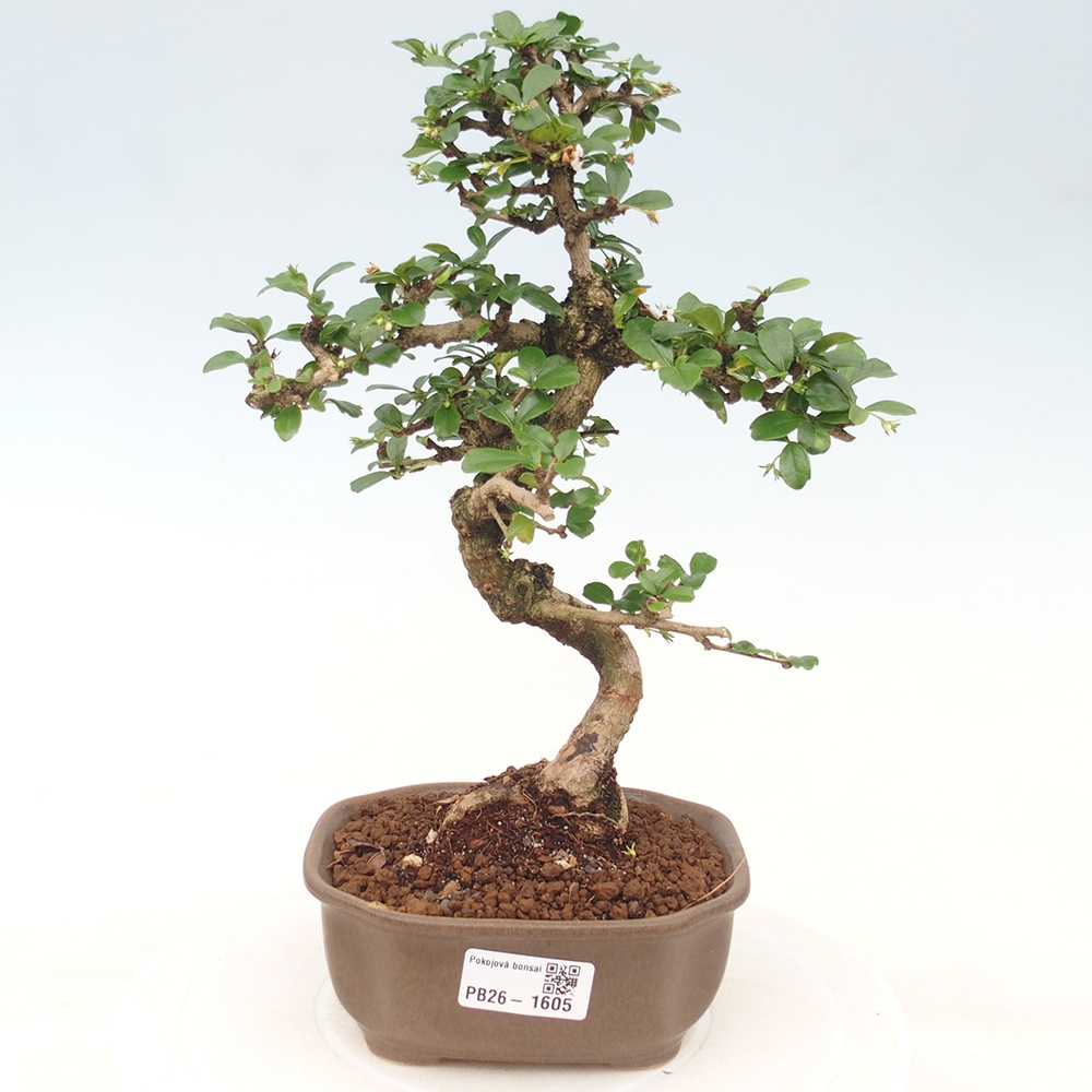 Szobai bonsai - Carmona macrophylla - Tea fuki
