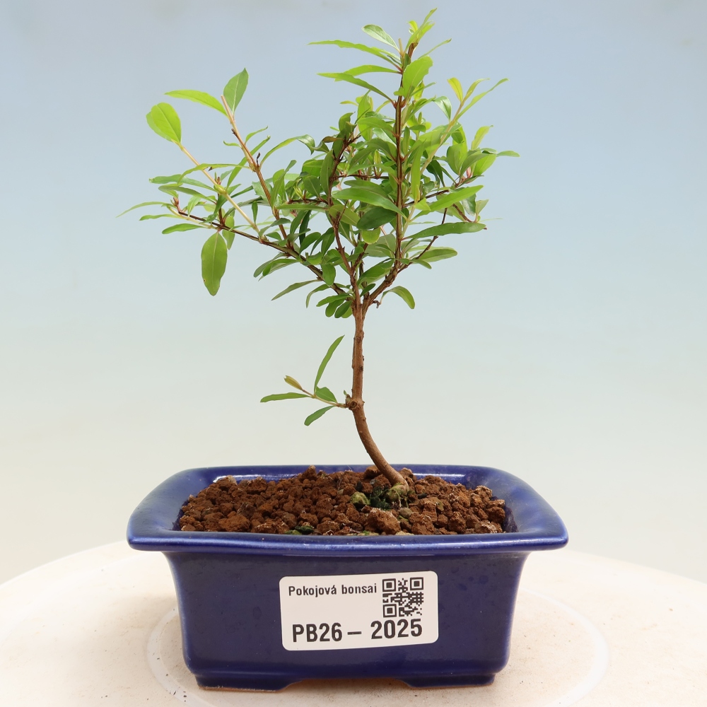 Szobai bonsai-PUNICA granatum nana-gránátalma