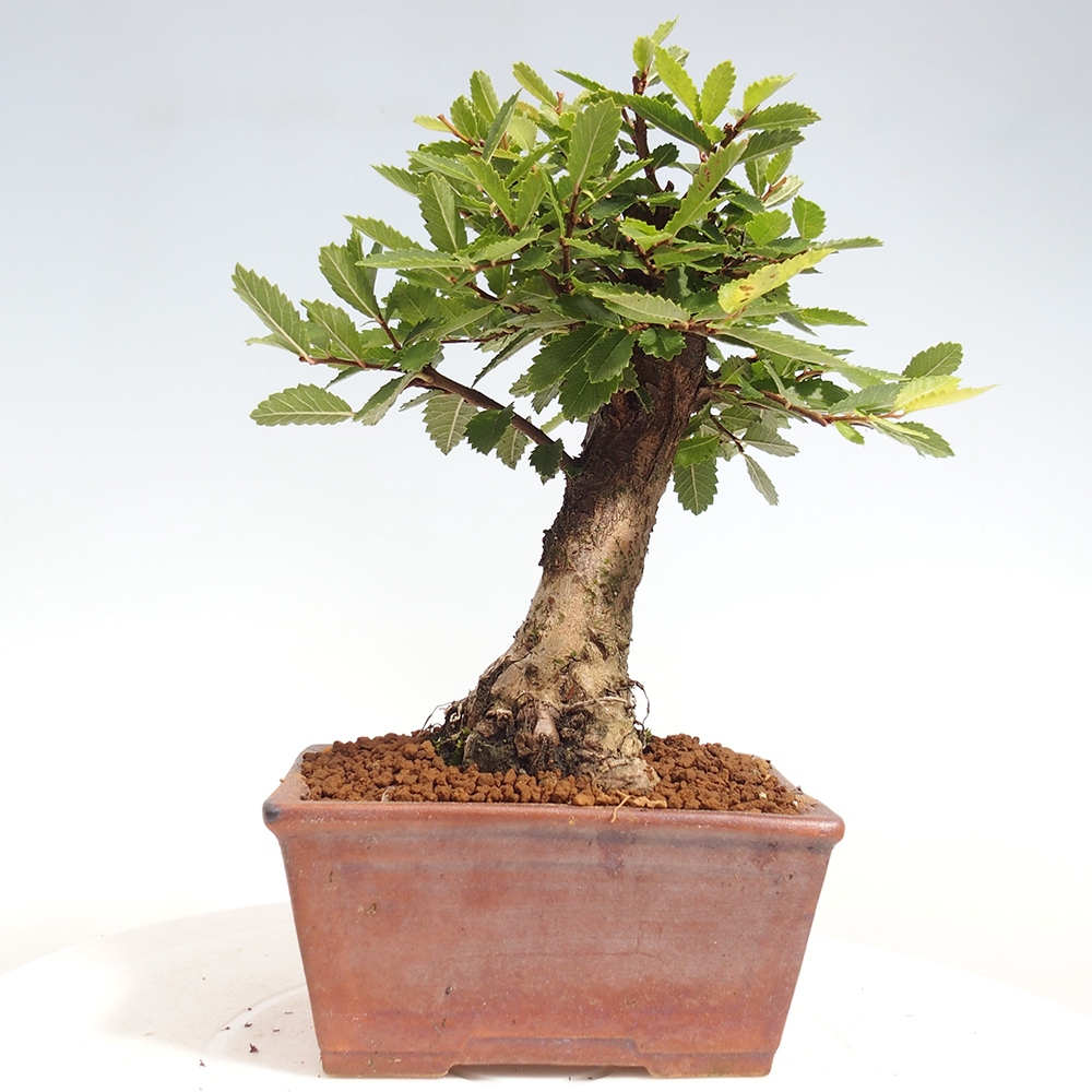 Kültéri bonsai - Zelkova - Zelkova NIRE