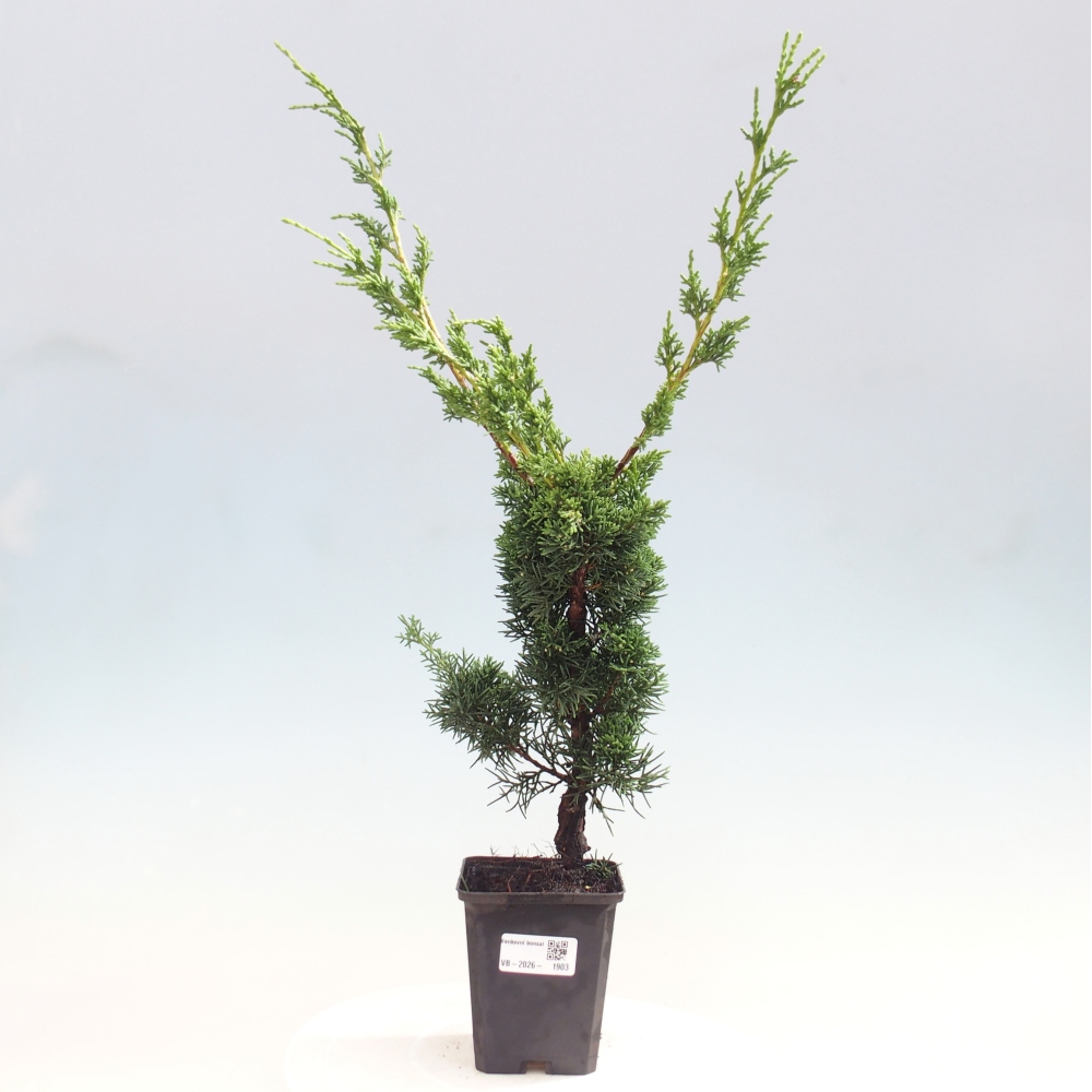 Kültéri bonsai - Juniperus chinensis Kishu
