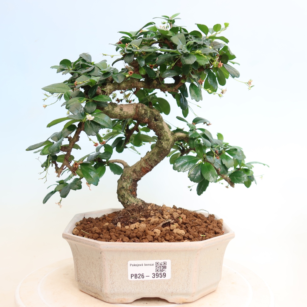 Szobai bonsai - Carmona macrophylla - Tea fuki