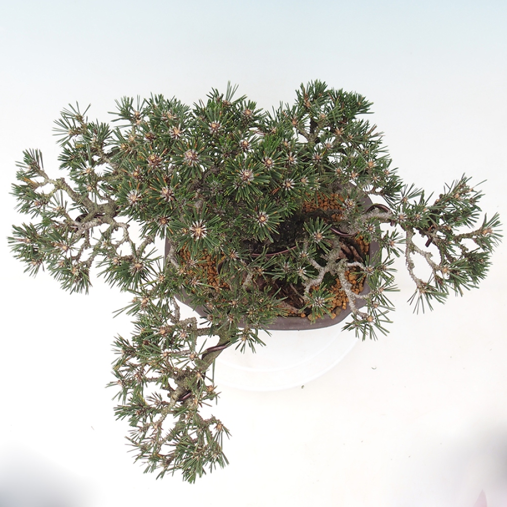 Kültéri bonsai - Pinus thunbergii Kotobuki - Thunberg fenyő