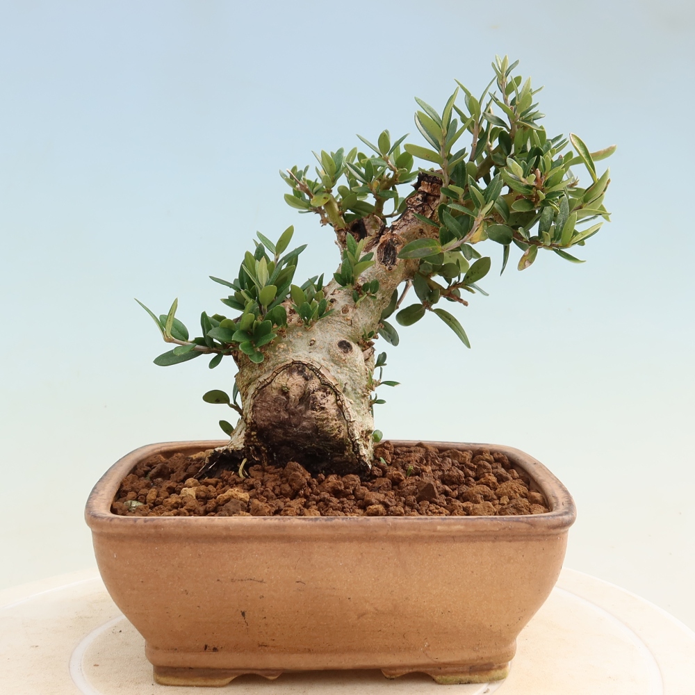 Beltéri bonsai - Olea europaea sylvestris