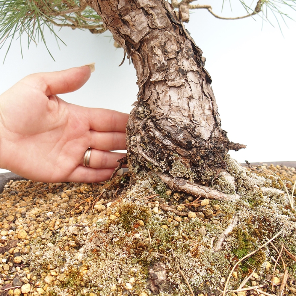 Kültéri bonsai - Pinus thunbergii - Thunberg fenyő
