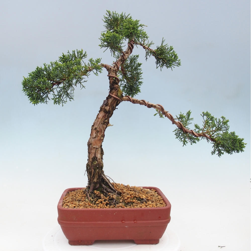 Kültéri bonsai - Juniperus chinensis Kishu