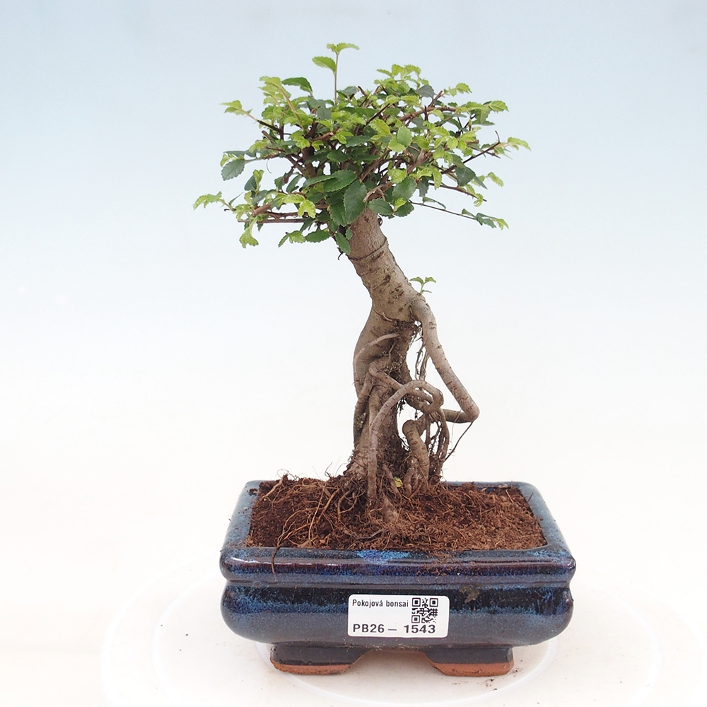 Szobai bonsai - Ulmus parvifolia - Kislevelű szilfa