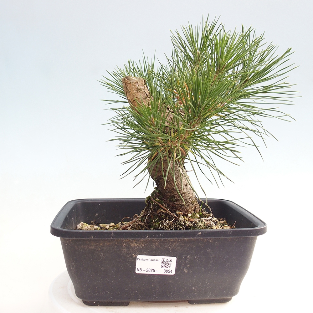 Kültéri bonsai - Pinus thunbergii - Thunberg fenyő