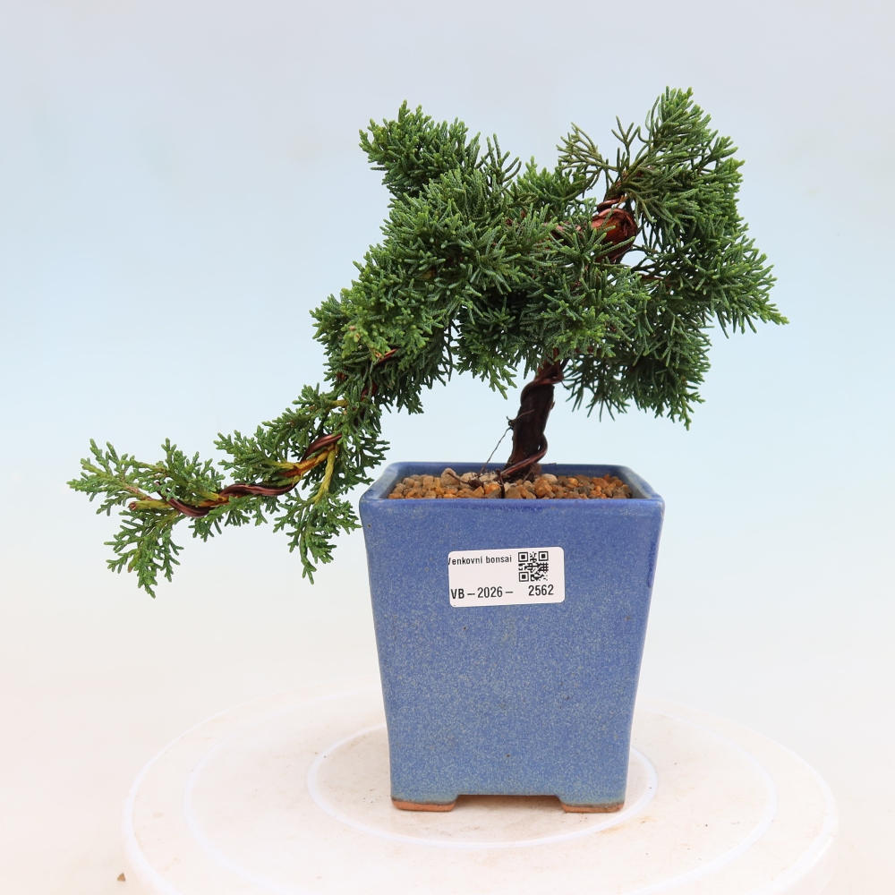 Kültéri bonsai - Juniperus chinensis Kishu