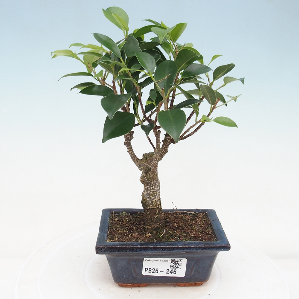 Szoba bonsai Ficus retusa kimmen