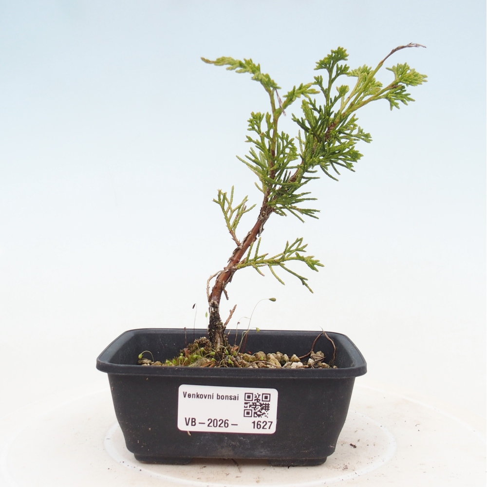 Kültéri bonsai - Juniperus chinensis Itoigawa
