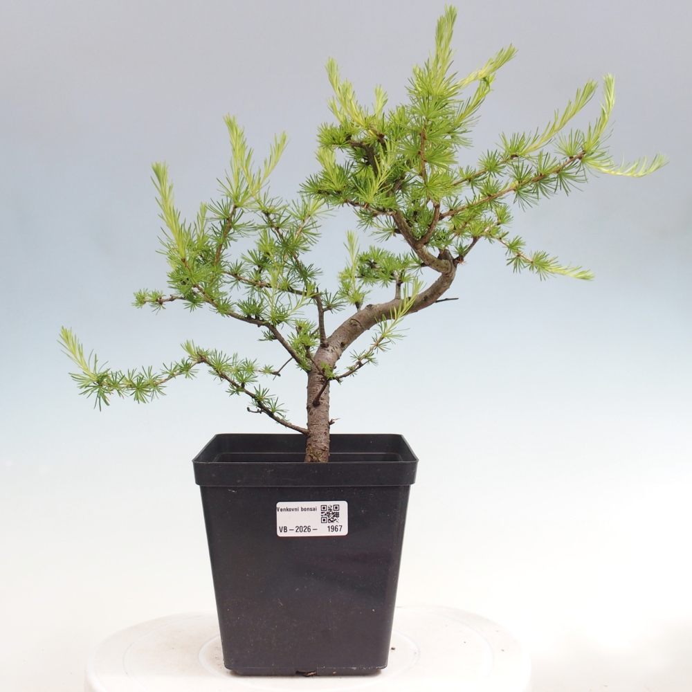 Kültéri bonsai - Larix decidua - vörösfenyő
