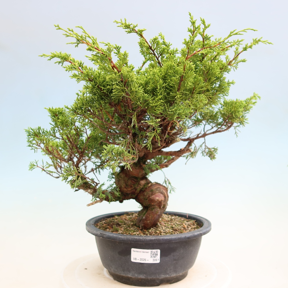 Kültéri bonsai - Juniperus chinensis Itoigawa-Juniperus chinensis