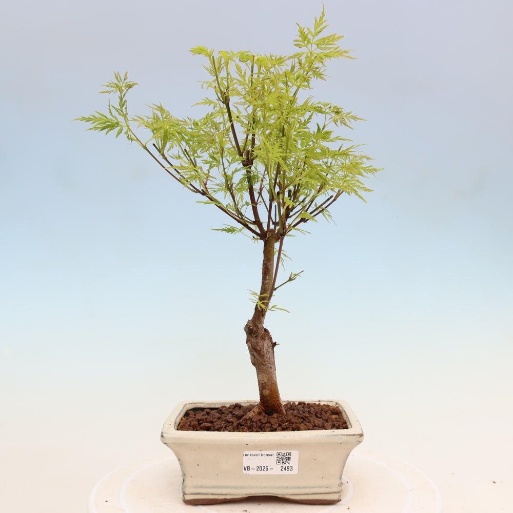 Kültéri bonsai - Acer palmatum Dissectum