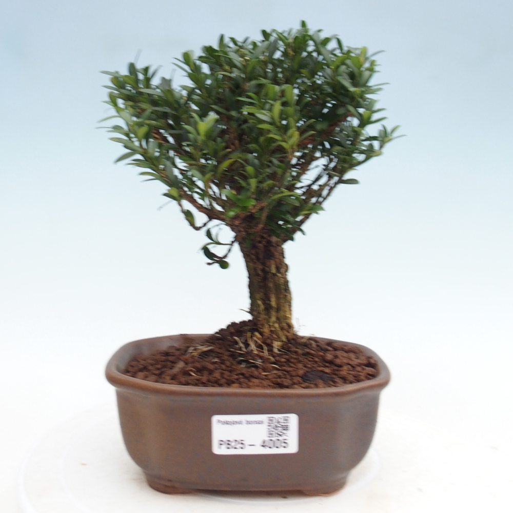 Szobai bonsai - Buxus harlandii - parafa buxus