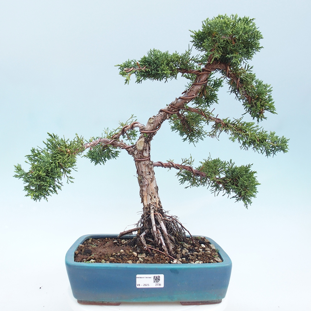 Kültéri bonsai - Juniperus chinensis Kishu