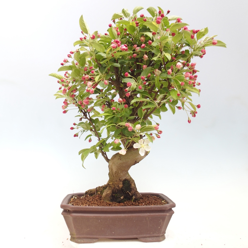 Kültéri bonsai -Malus halliana - Kis gyümölcsű almafa