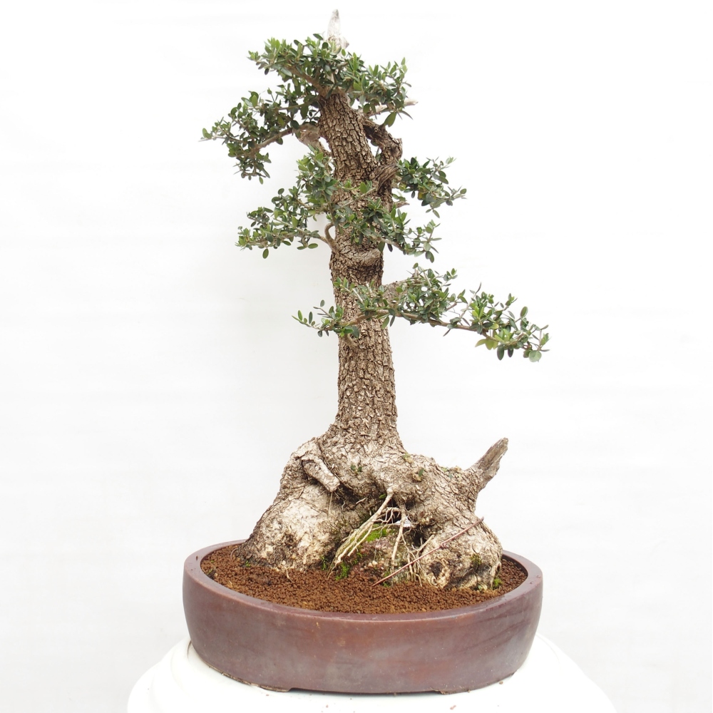 Beltéri bonsai - Olea europaea sylvestris