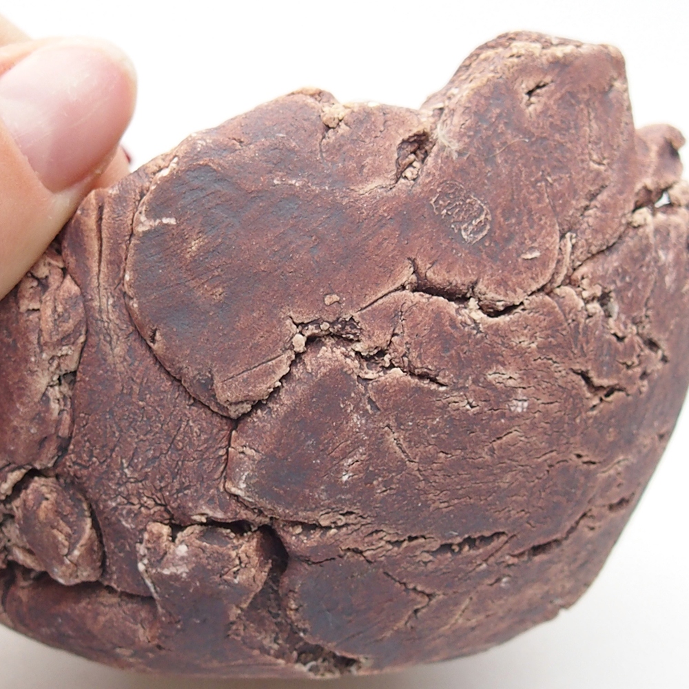 Kerámia kagyló 9,5 x 9 x 7 cm , barna színű