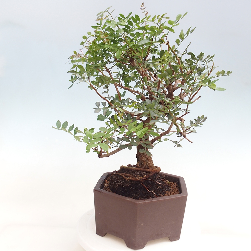 Szoba bonsai - Pisztácia
