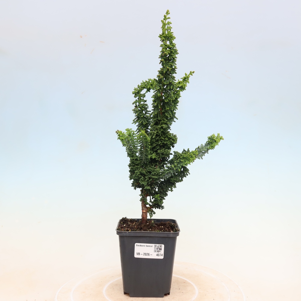 Kültéri bonsai - Cham. obtusa SEKKA HINOKI - Cifra ciprus
