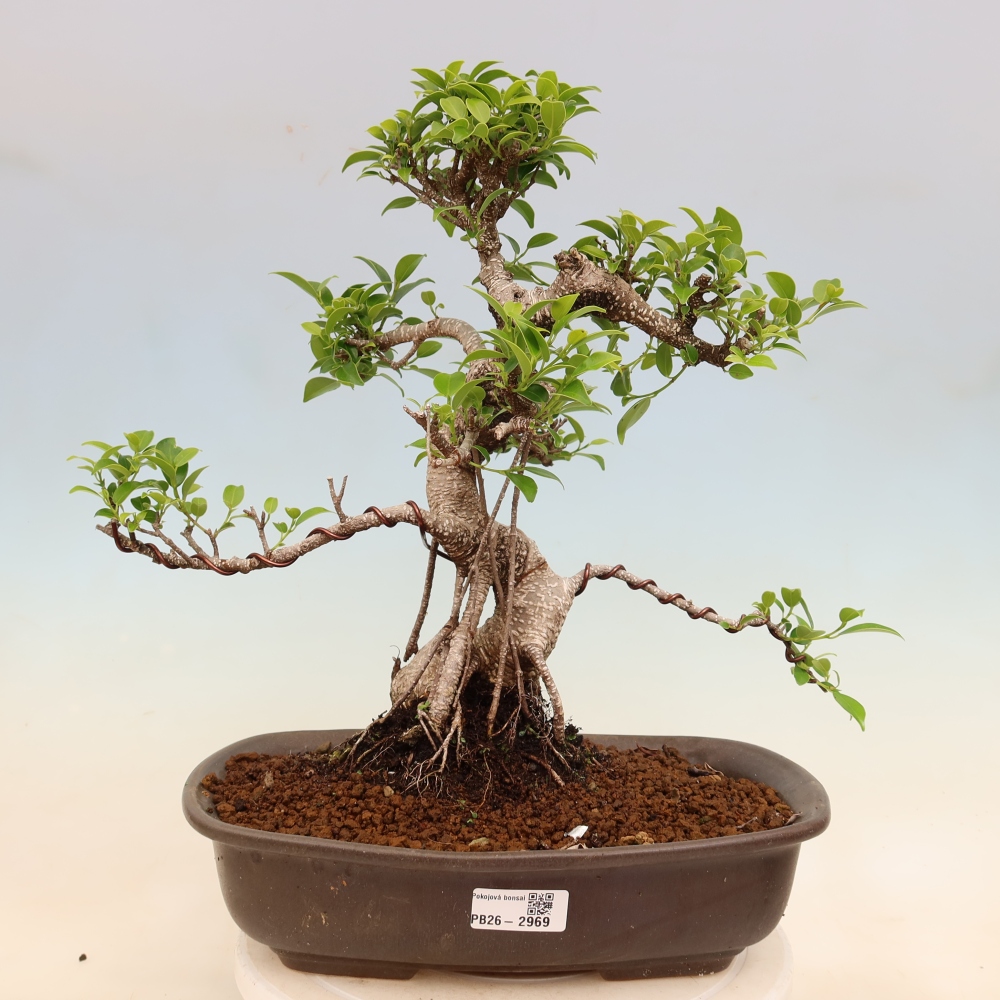 Szobai bonsai - Ficus kimmen - kislevelű fikusz