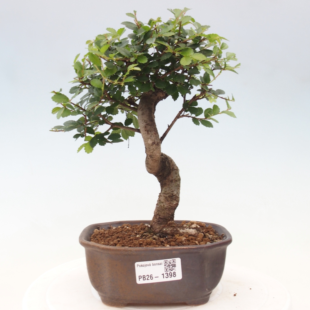 Szobai bonsai - Ulmus parvifolia - Kislevelű szilfa