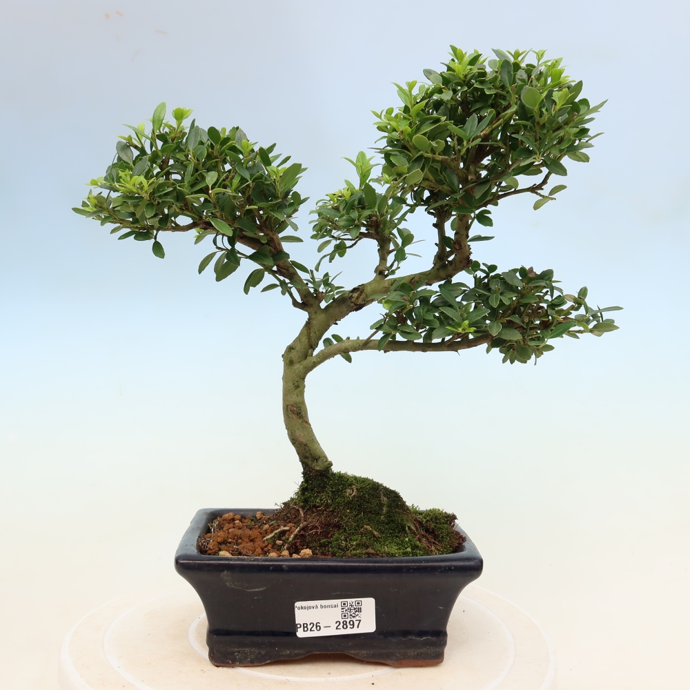 Szobai bonsai - Ilex crenata - Holly