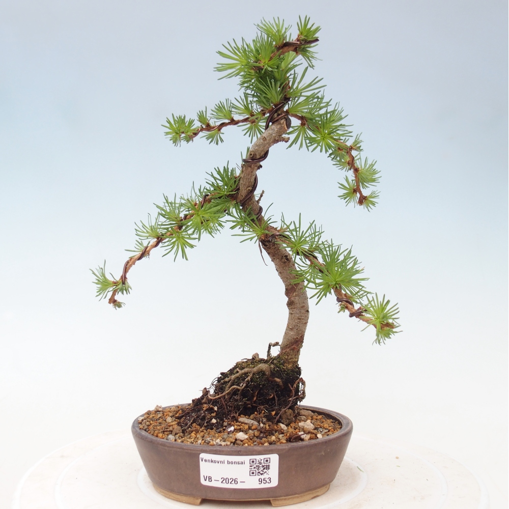 Kültéri bonsai - Larix Kaempferi - Japán vörösfenyő